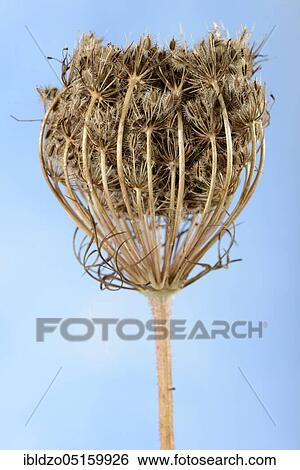 Wild carrot (Daucus carota), fruiting View Large Photo Image Stock Photograph - Wild carrot (Daucus carota), fruiting. Fotosearch