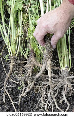 Wild carrot (Daucus carota), root View Large Photo Image Stock Image - Wild carrot (Daucus carota), root. Fotosearch