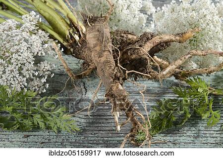 Wild carrot (Daucus carota), root View Large Photo Image Stock Photo - Wild carrot (Daucus carota), root. Fotosearch