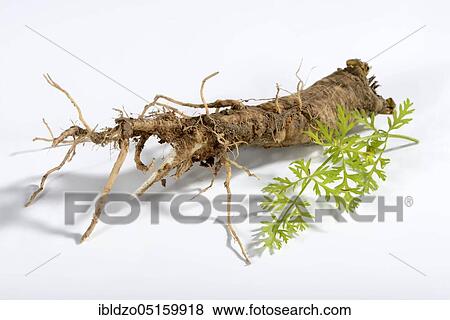 Wild carrot (Daucus carota), root View Large Photo Image Stock Photo - Wild carrot (Daucus carota), root. Fotosearch