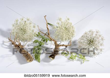 Wild carrot (Daucus carota), root View Large Photo Image Stock Photo - Wild carrot (Daucus carota), root. Fotosearch