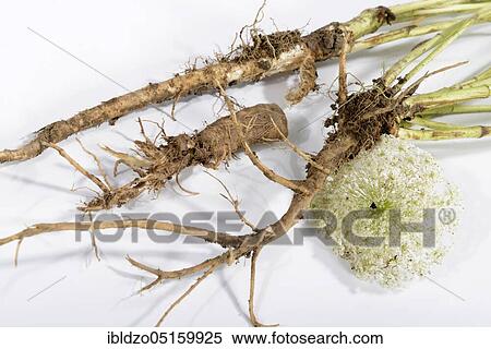 Wild carrot (Daucus carota), root View Large Photo Image Stock Photography - Wild carrot (Daucus carota), root. Fotosearch