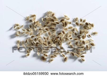 Wild carrot (Daucus carota), seeds, bird's nest, bishop's point, queen Anne's point View Large Photo Image Stock Image - Wild carrot (Daucus carota), seeds, bird's nest, bishop's point, queen Anne's point. Fotosearch
