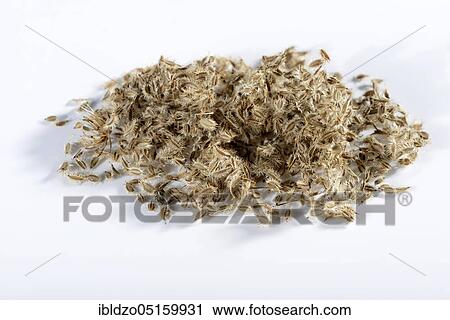 Wild carrot (Daucus carota), seeds, bird's nest, bishop's point, queen Anne's point View Large Photo Image Stock Image - Wild carrot (Daucus carota), seeds, bird's nest, bishop's point, queen Anne's point. Fotosearch