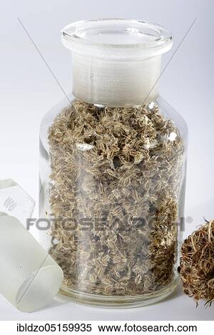 Wild carrot (Daucus carota), seeds, bird's nest, bishop's point, queen Anne's point View Large Photo Image Stock Photography - Wild carrot (Daucus carota), seeds, bird's nest, bishop's point, queen Anne's point. Fotosearch