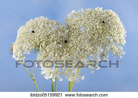 Wild carrot (Daucus carota) View Large Photo Image Stock Image - Wild carrot (Daucus carota). Fotosearch