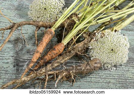 Wild carrot, root, and carrot (Daucus carota) (Daucus carota ssp. sativus), carrot, comparison View Large Photo Image Picture - Wild carrot, root, and carrot (Daucus carota) (Daucus carota ssp. sativus), carrot, comparison. Fotosearch