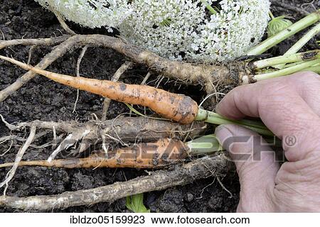 Wild carrot, root, and carrot (Daucus carota) (Daucus carota ssp. sativus), carrot, comparison View Large Photo Image Stock Image - Wild carrot, root, and carrot (Daucus carota) (Daucus carota ssp. sativus), carrot, comparison. Fotosearch