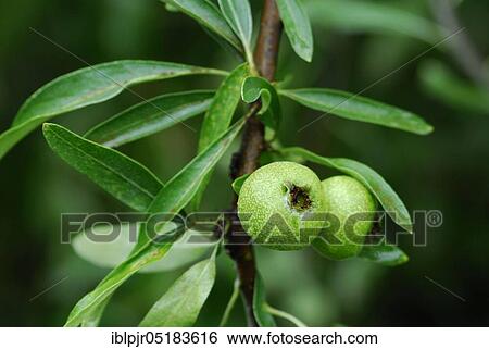 Stock Photograph - Willow Pear, Pyrus salicifolia (Pyrus salicifolia) Variety 'Pendula'.. Fotosearch