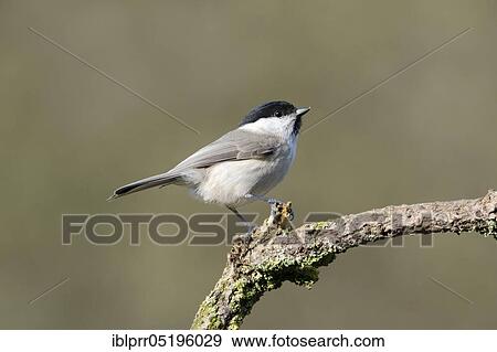 Stock Photo - Willow Tit (Parus montanus), Lower Saxony, Germany, Europe. Fotosearch