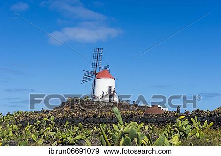 Stock Photo - Windmill in the Jardín de Cactus, cactus garden Cesar Manrique, Lanzarote, Canary islands. Fotosearch