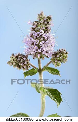 Stock Image - Wine-peppermint (Mentha species nepetoides). Fotosearch