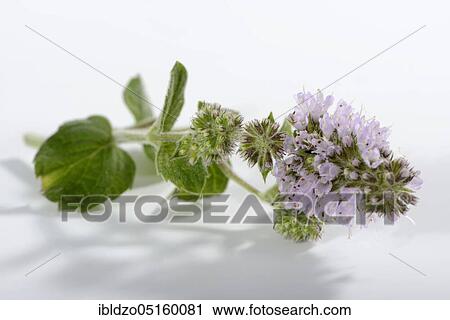 Stock Image - Wine-peppermint (Mentha species nepetoides). Fotosearch