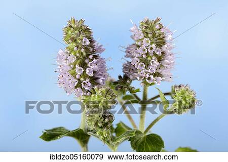Wine-peppermint (Mentha species nepetoides) View Large Photo Image Stock Photo - Wine-peppermint (Mentha species nepetoides). Fotosearch