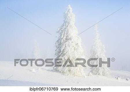 Stock Photo - Winter forest in fog, Switzerland, Europe. Fotosearch