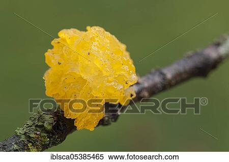 Witches butter, Hohenlohe region, Baden-Wuerttemberg, Heilbronn-Franconia, Germany (Tremella mesenterica) View Large Photo Image Stock Photography - Witches butter, Hohenlohe region, Baden-Wuerttemberg, Heilbronn-Franconia, Germany (Tremella mesenterica). Fotosearch