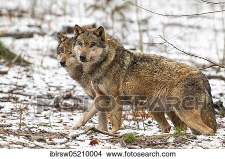Wolves (Canis lupus) View Large Photo Image Picture - Wolves (Canis lupus). Fotosearch