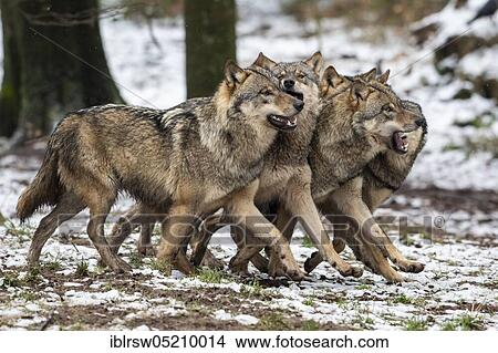 Wolves (Canis lupus) View Large Photo Image Picture - Wolves (Canis lupus). Fotosearch