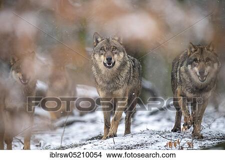Wolves (Canis lupus) View Large Photo Image Picture - Wolves (Canis lupus). Fotosearch