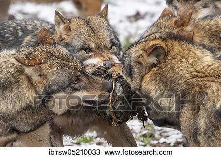 Stock Image - Wolves (Canis lupus). Fotosearch
