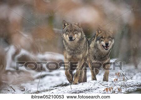 Wolves (Canis lupus) View Large Photo Image Stock Image - Wolves (Canis lupus). Fotosearch