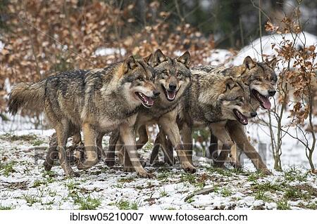 Wolves (Canis lupus) View Large Photo Image Stock Photo - Wolves (Canis lupus). Fotosearch