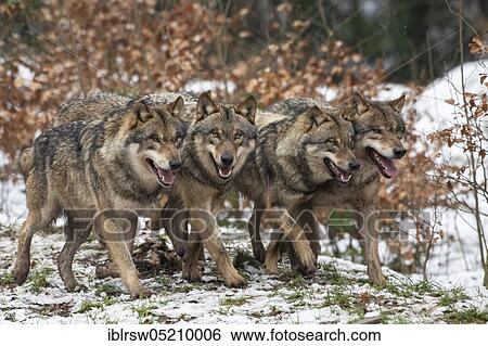 Wolves (Canis lupus) View Large Photo Image Stock Photograph - Wolves (Canis lupus). Fotosearch