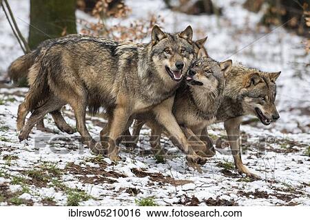 Wolves (Canis lupus) View Large Photo Image Stock Photograph - Wolves (Canis lupus). Fotosearch