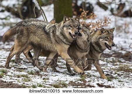 Stock Photography - Wolves (Canis lupus). Fotosearch