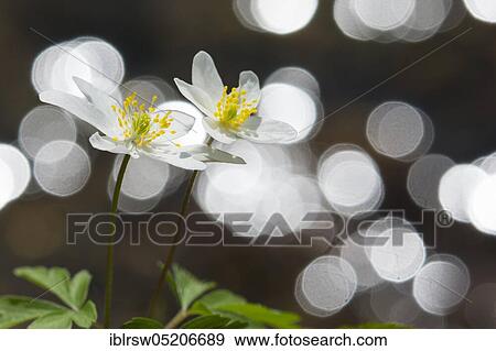 Wood anemones (Anemone nemorosa) Lower Saxony, Germany, Europe View Large Photo Image Stock Photo - Wood anemones (Anemone nemorosa) Lower Saxony, Germany, Europe. Fotosearch