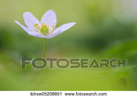 Stock Image - Wood anemones (Anemone nemorosa) Mecklenburg-Vorpommern, Germany, Europe. Fotosearch