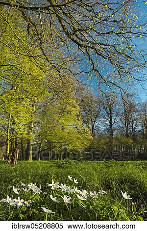 Stock Photography - Wood anemones (Anemone nemorosa) Burgwald, Hopen, Lohne, Oldenburger Münsterland, Lower Saxony, Germany, Europe. Fotosearch