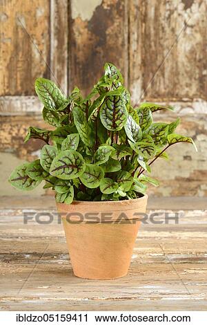 Stock Image - Wood dock (Rumex sanguineus), sorrel. Fotosearch