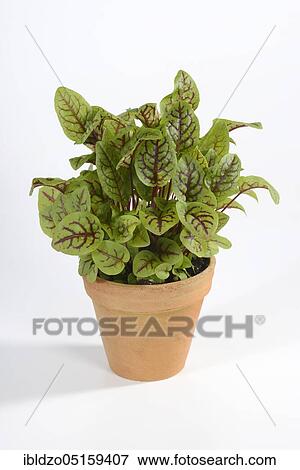 Wood dock (Rumex sanguineus), sorrel View Large Photo Image Stock Photo - Wood dock (Rumex sanguineus), sorrel. Fotosearch