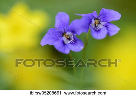 Stock Image - Wood Violet (Viola reichenbachiana9, Lower Saxony, Germany, Europe. Fotosearch