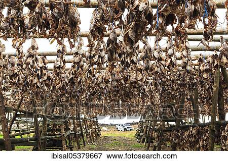 Wooden frame, dried fish, dried fish, fish heads, Iceland, Europe View Large Photo Image Stock Photo - Wooden frame, dried fish, dried fish, fish heads, Iceland, Europe. Fotosearch