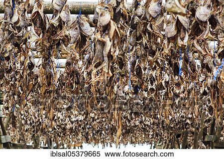 Wooden frame, dried fish, dried fish, fish heads, Iceland, Europe View Large Photo Image Stock Photography - Wooden frame, dried fish, dried fish, fish heads, Iceland, Europe. Fotosearch
