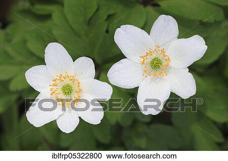 Woodwindroeschen, Anemone nemorosa, Switzerland, Europe View Large Photo Image Stock Image - Woodwindroeschen, Anemone nemorosa, Switzerland, Europe. Fotosearch