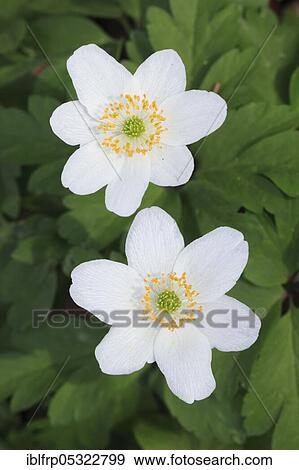 Stock Photo - Woodwindroeschen, Anemone nemorosa, Switzerland, Europe. Fotosearch