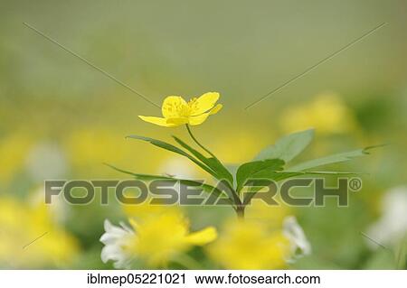 Yellow Anemone (Anemone ranunculoides), Saxony-Anhalt, Germany, Europe View Large Photo Image Stock Image - Yellow Anemone (Anemone ranunculoides), Saxony-Anhalt, Germany, Europe. Fotosearch