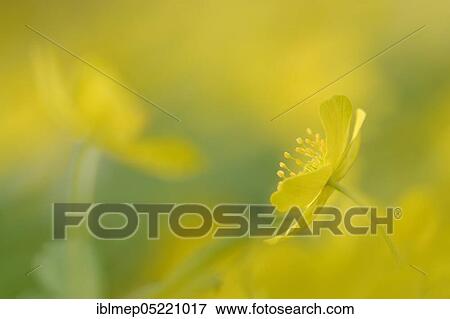 Yellow Anemone (Anemone ranunculoides), Saxony-Anhalt, Germany, Europe View Large Photo Image Stock Photo - Yellow Anemone (Anemone ranunculoides), Saxony-Anhalt, Germany, Europe. Fotosearch