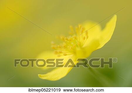 Stock Photo - Yellow Anemone (Anemone ranunculoides), Saxony-Anhalt, Germany, Europe. Fotosearch
