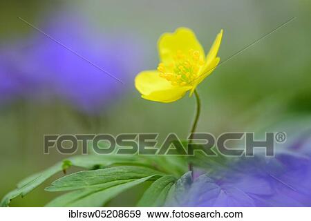 Stock Photo - Yellow anemone (Anemone ranunculoides9, Lower Saxony, Germany, Europe. Fotosearch