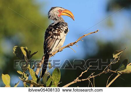 Yellow-billed Stocko (Tockus leucomelas) Savuti, Botswana, Africa View Large Photo Image Stock Image - Yellow-billed Stocko (Tockus leucomelas) Savuti, Botswana, Africa. Fotosearch