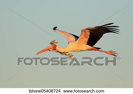 Yellow-billed stork (Mycteria ibis) Chobe River, Chobe River National Park, Botswana, Africa View Large Photo Image Picture - Yellow-billed stork (Mycteria ibis) Chobe River, Chobe River National Park, Botswana, Africa. Fotosearch