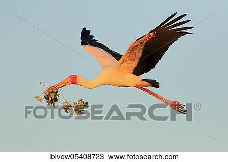 Stock Image - Yellow-billed stork (Mycteria ibis) Chobe River, Chobe River National Park, Botswana, Africa. Fotosearch