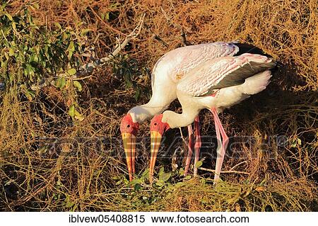 Stock Photography - Yellow-billed stork (Mycteria ibis) Chobe River, Chobe River National Park, Botswana, Africa. Fotosearch