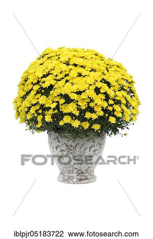 Yellow Chrysanthemum, Chrysanthemum bush ( Chrysanthemum hybrid) View Large Photo Image Stock Image - Yellow Chrysanthemum, Chrysanthemum bush ( Chrysanthemum hybrid). Fotosearch