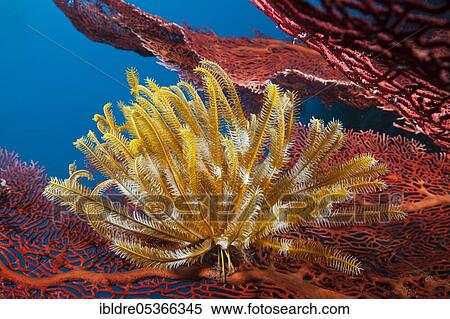 Yellow feather star on gorgonian (Comanthina schlegeli), Marovo Lagoon, Solomon Islands, Oceania View Large Photo Image Stock Photography - Yellow feather star on gorgonian (Comanthina schlegeli), Marovo Lagoon, Solomon Islands, Oceania. Fotosearch