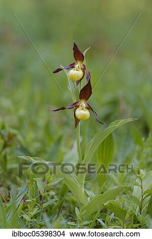 Yellow lady's slipper orchid (Cypripedium calceolus), Lower Saxony, Germany, Europe View Large Photo Image Picture - Yellow lady's slipper orchid (Cypripedium calceolus), Lower Saxony, Germany, Europe. Fotosearch